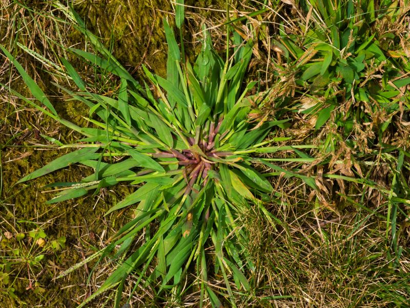 Crabgrass Removal in Rockwall, TX