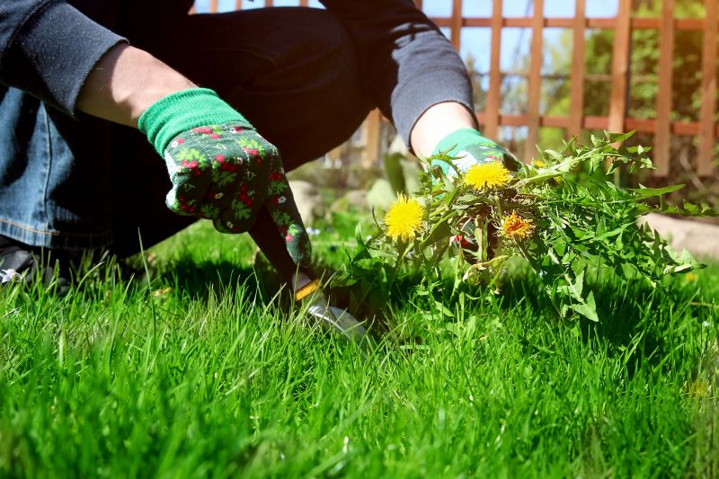 Garden Deweeding in Rockwall, TX