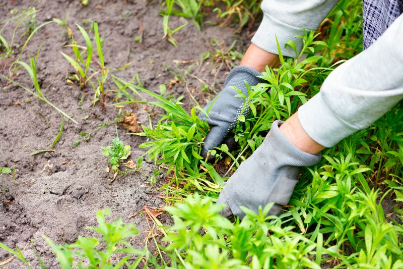 Hemlock Removal in Harford County, MD