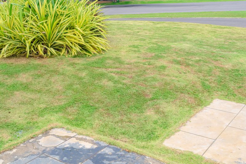 Lawn Disease Treatment in Ventura County, CA