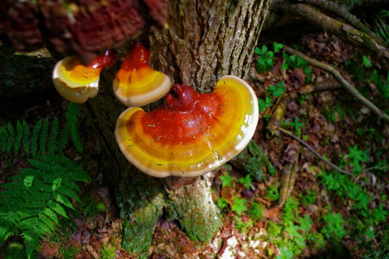Mushroom Removal Service in Honolulu, HI