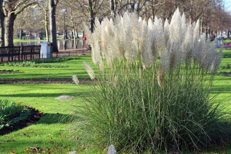 Pampas Grass Control in Rockwall, TX