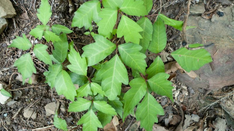 Poison Ivy Removal in Montgomery County, PA