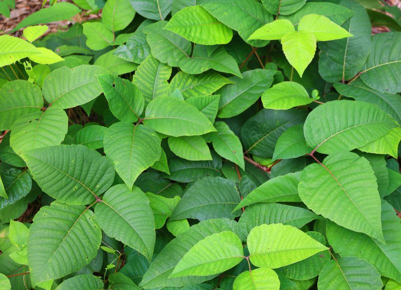 Poison Ivy Removal in Lancaster County, PA