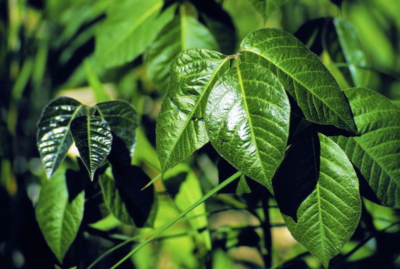Poison Ivy Removal in Harford County, MD