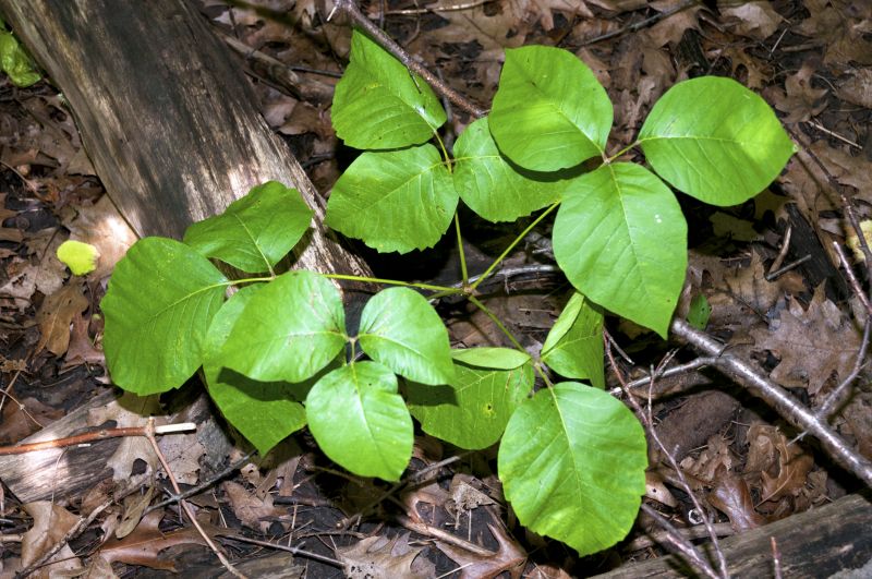 Poison Ivy Removal in Lancaster, PA