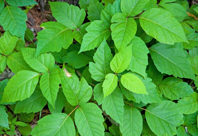 Poison Ivy Removal in Wilmington, DE