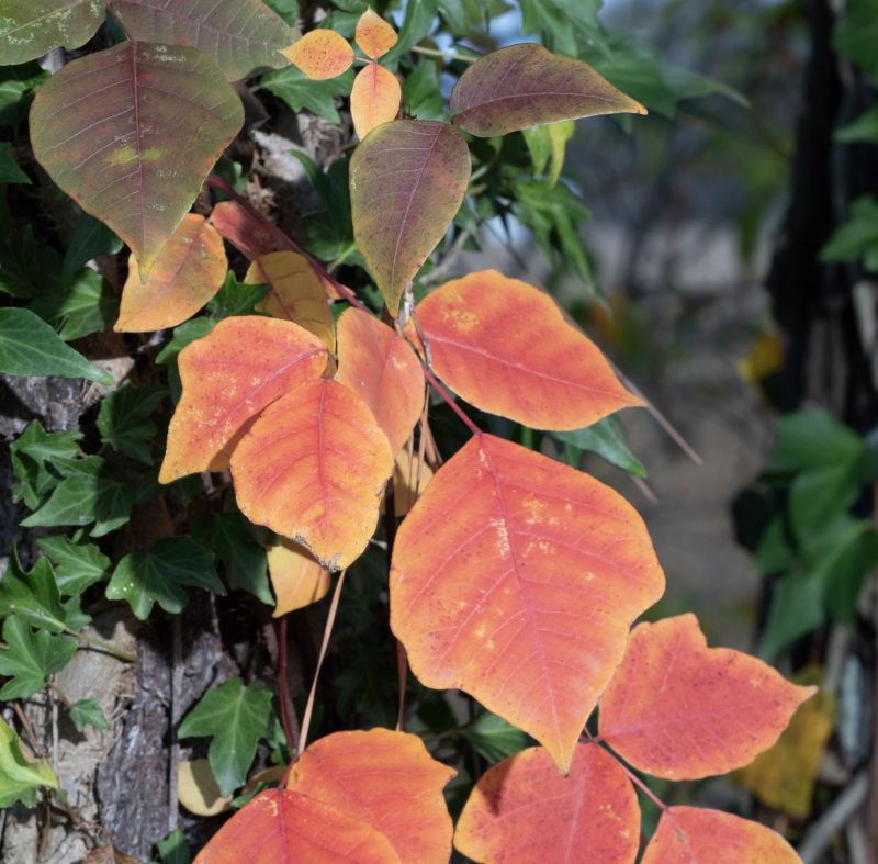 Poison Oak Removal in Lancaster, PA