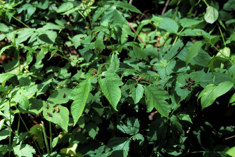 Poison Oak Removal in Honolulu, HI