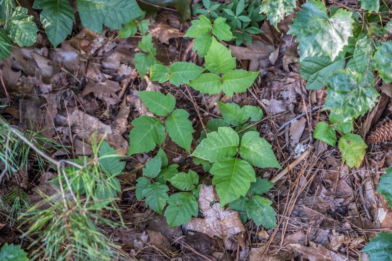 Poison Oak Removal in Lancaster County, PA