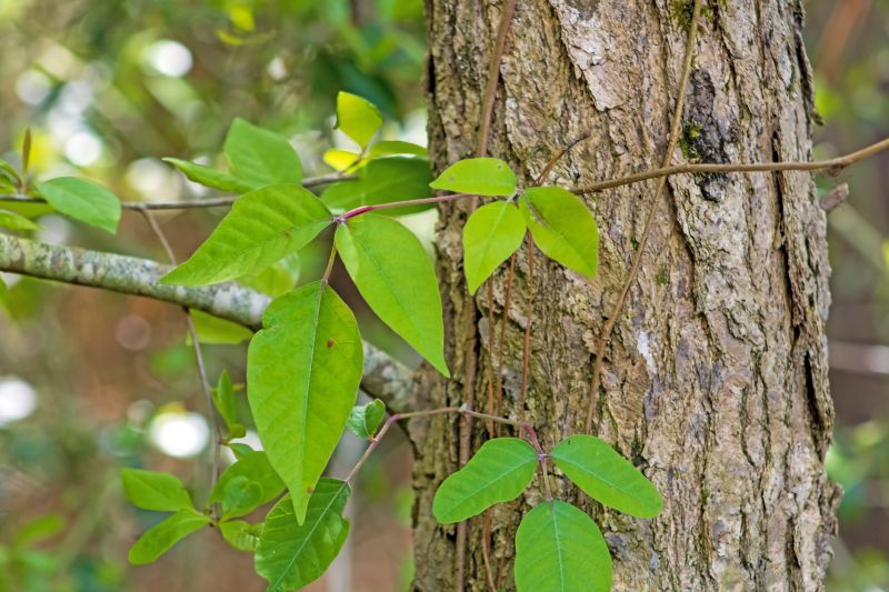 Poison Oak Removal in Newark, DE