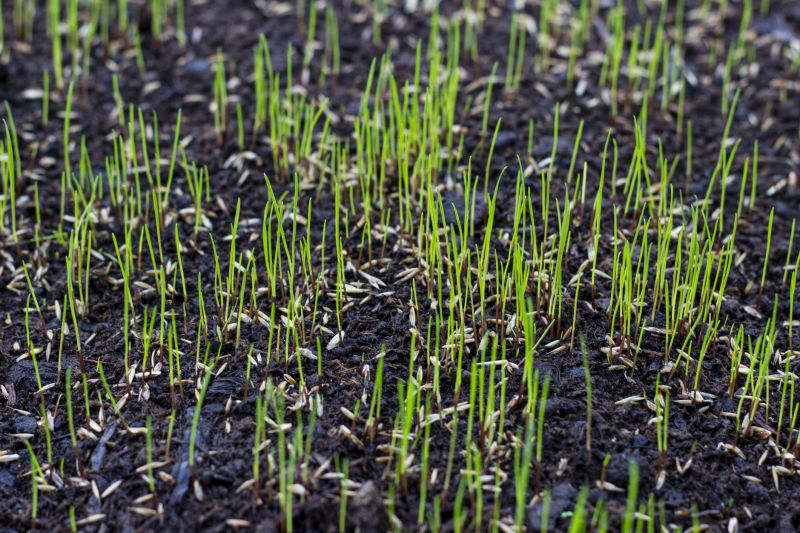 Spring Grass Seeding in Honolulu, HI