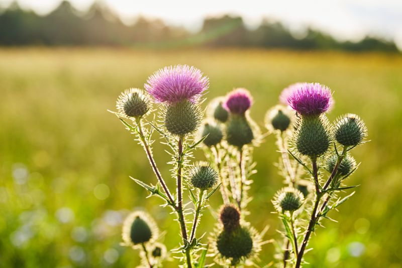 Thistle Control in Ventura County, CA