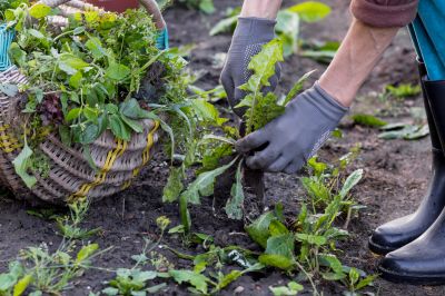 Weeding Service in Honolulu, HI