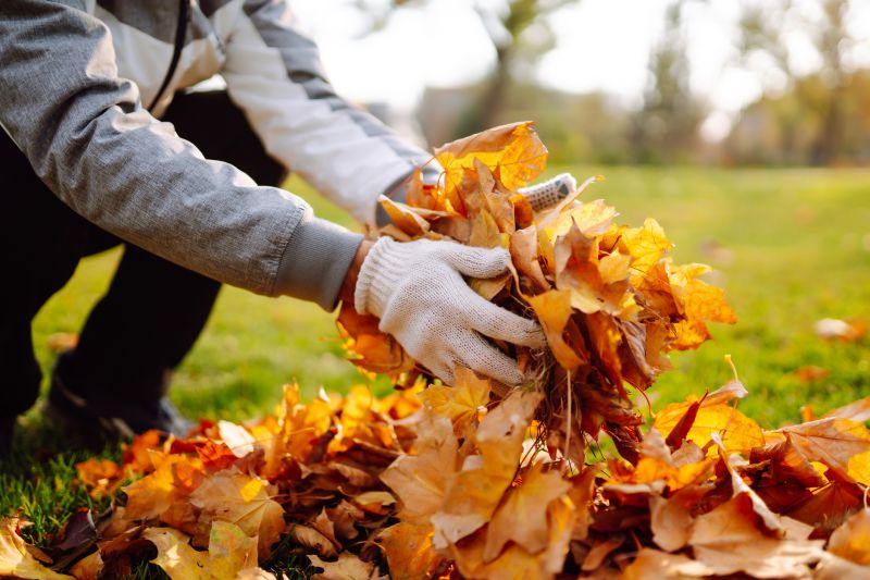 Autumn Leaf Removal in Honolulu, HI