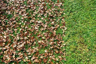 Autumn Leaf Removal in Ventura County, CA