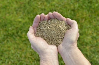 Commercial Lawn Seeding in Ventura County, CA