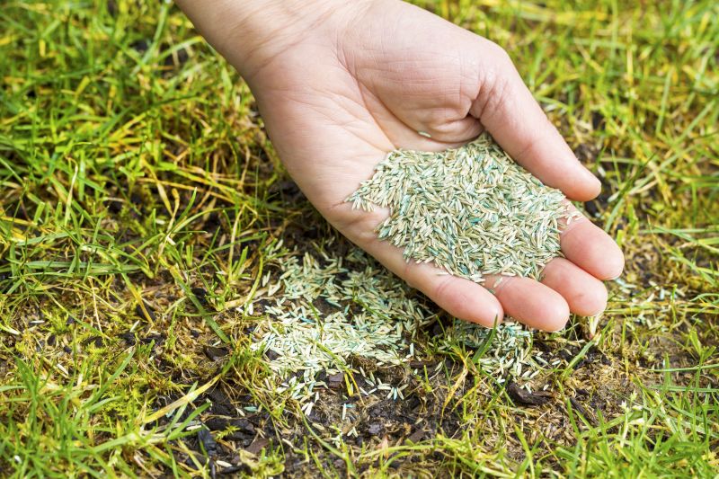 Commercial Lawn Seeding in Ventura County, CA