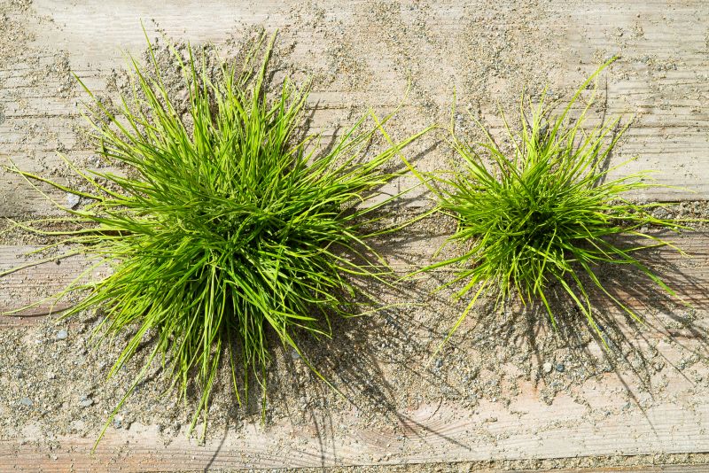 Crabgrass Removal in Rockwall, TX