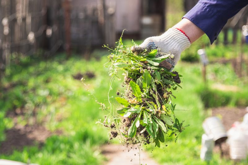 Flower Bed Weeding Service in Aiken, SC