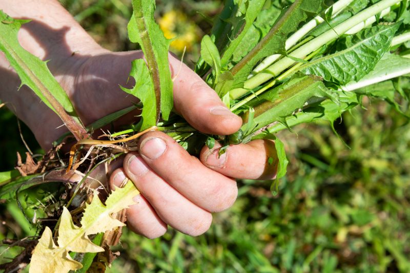 Garden Deweeding in Rockwall, TX