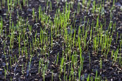 Grass Seed Installation in Ventura County, CA