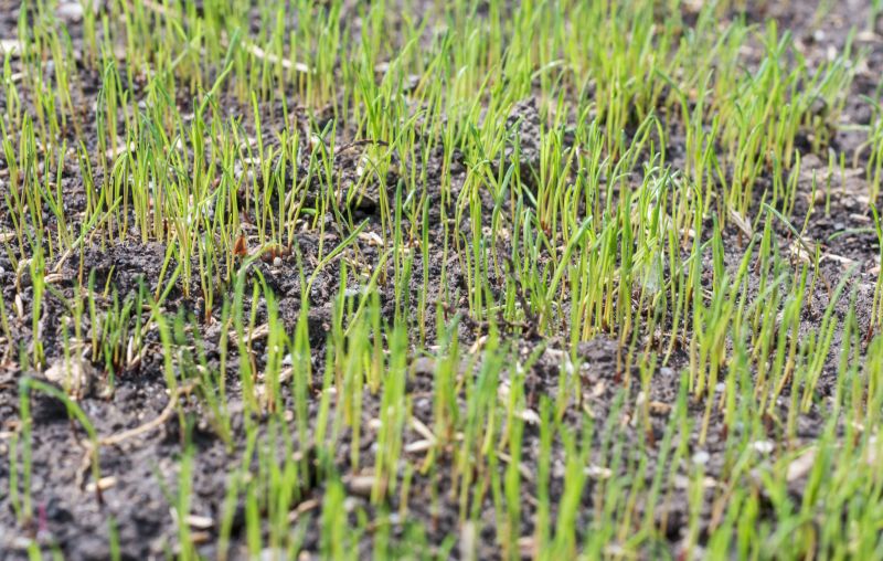 Grass Seeding Service in Ventura County, CA