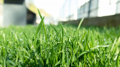 Grass Treatment in Honolulu, HI