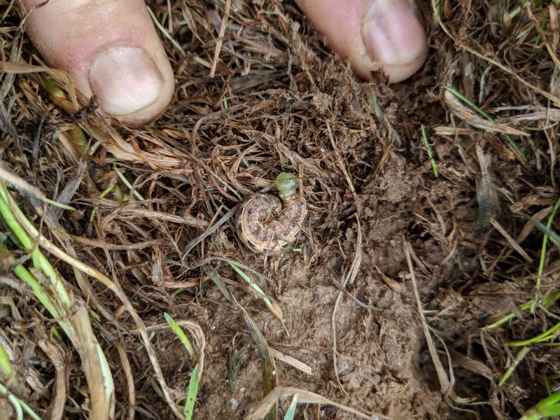 Grub Control in Honolulu, HI
