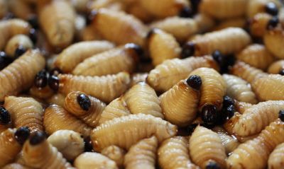 Grub Control in Honolulu, HI