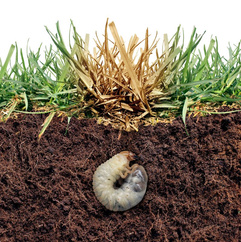 Grub Control in Ventura County, CA