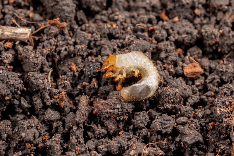 Grub Prevention in Honolulu, HI