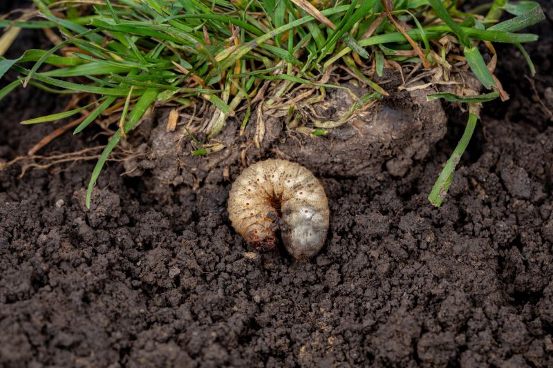 Grub Prevention in Honolulu, HI