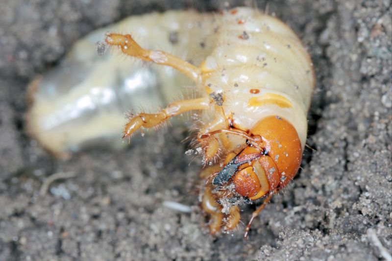 Grub Prevention in Honolulu, HI