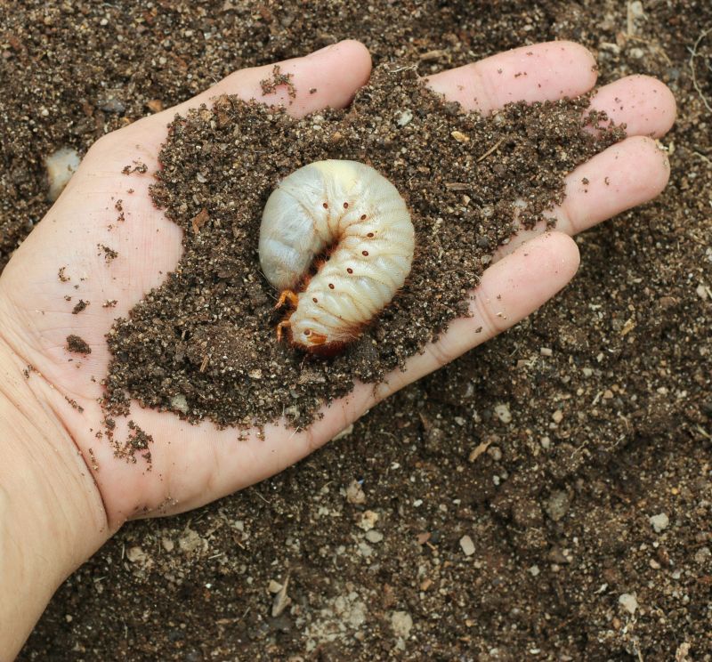 Grub Prevention in Honolulu, HI