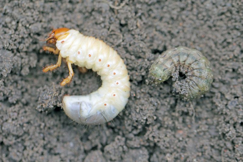 Grub Prevention in Honolulu, HI