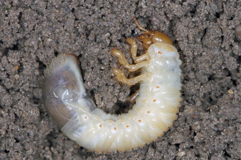 Grub Prevention in Ventura County, CA