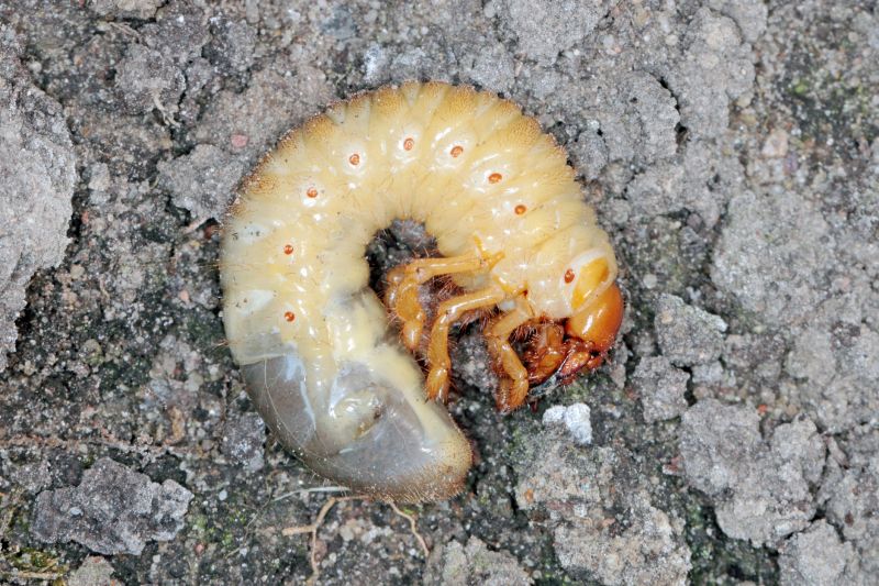 Grub Prevention in Ventura County, CA