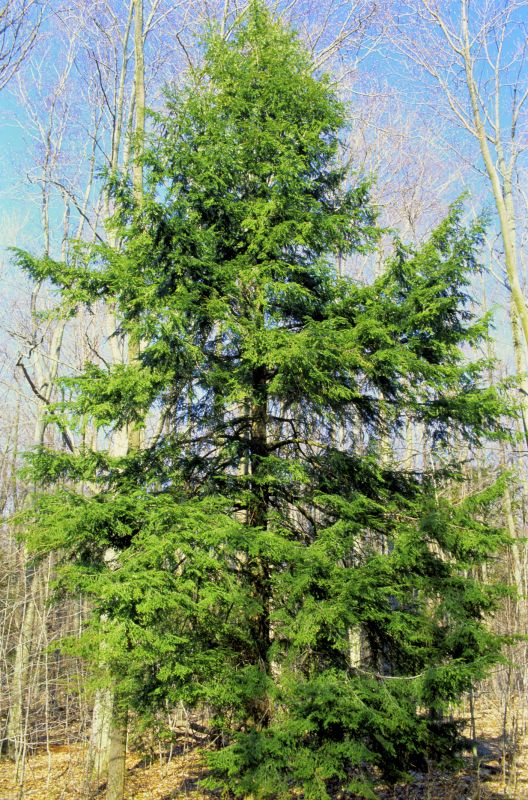 Hemlock Removal in Philadelphia, PA
