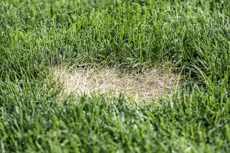 Lawn Disease Treatment in Ventura County, CA