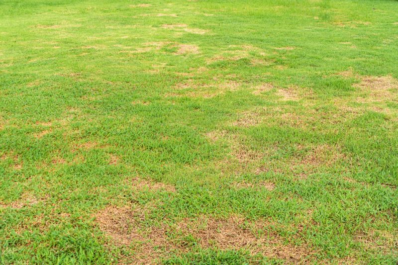 Lawn Disease Treatment in Honolulu, HI