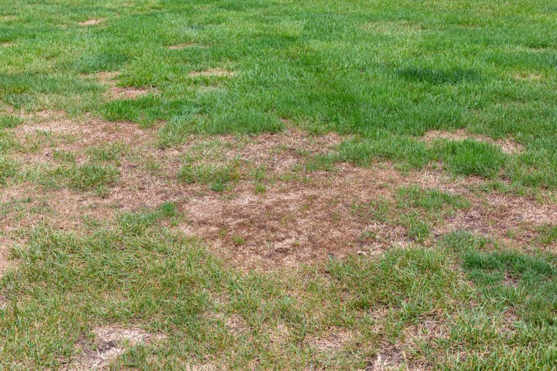 Lawn Disease Treatment in Honolulu, HI