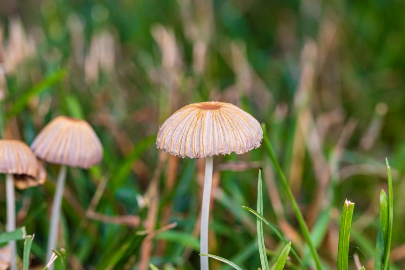 Lawn Fungus Treatment in Honolulu, HI