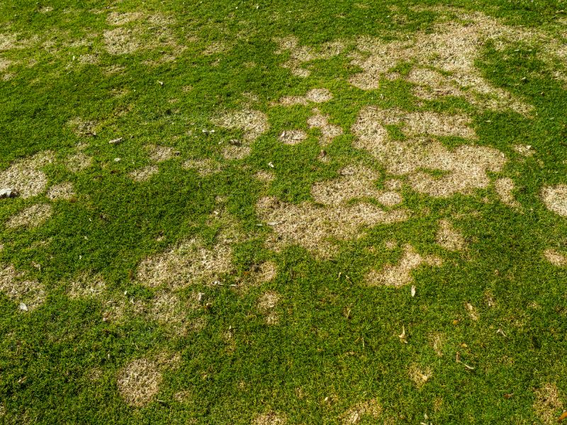 Lawn Fungus Treatment in Ventura County, CA