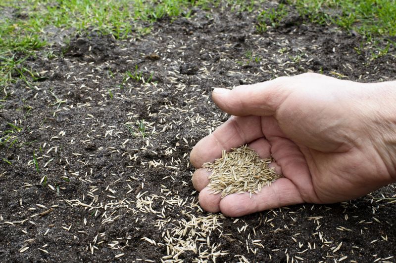 Lawn Reseeding Service in Ventura County, CA