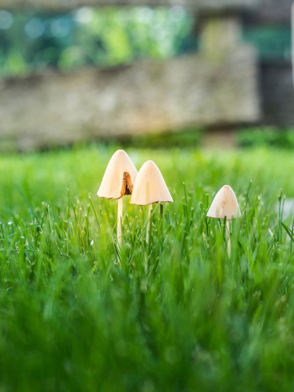 Mushroom Removal Service in Ventura County, CA