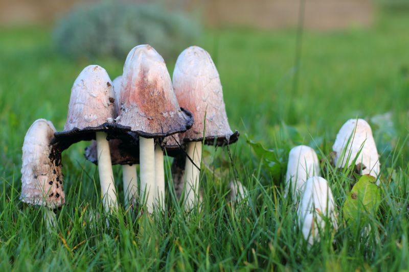 Mushroom Removal Service in Honolulu, HI