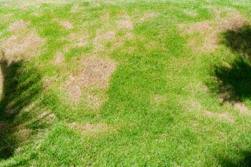Mushroom Removal Service in Honolulu, HI