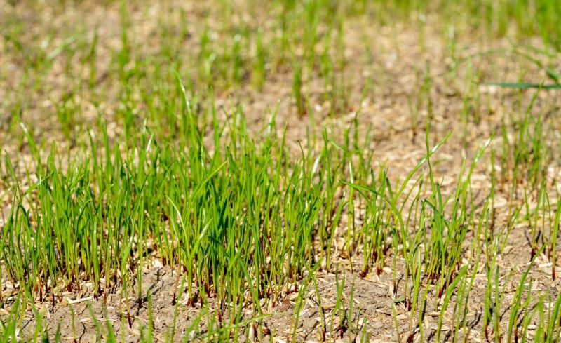 New Construction Lawn Seeding in Ventura County, CA