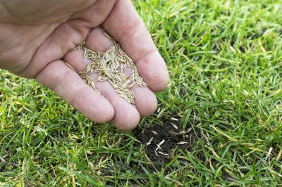 New Lawn Seeding in Ventura County, CA